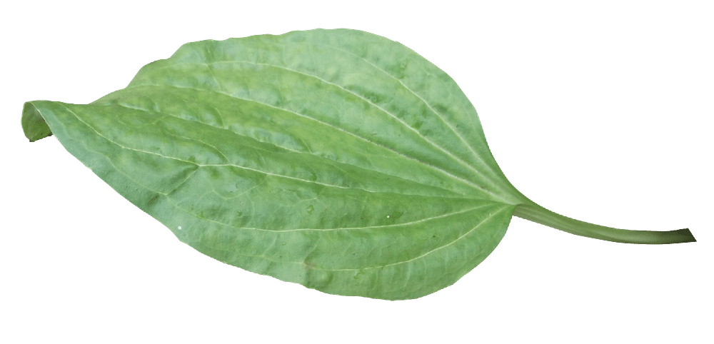 podorozhnik.png